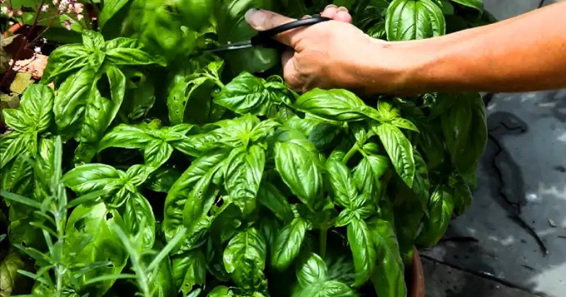 Plantes Répulsives
