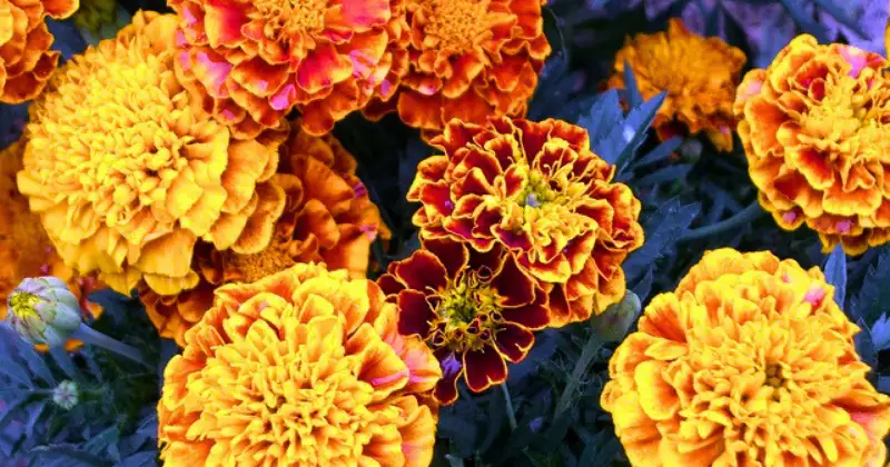 Plantes Répulsives