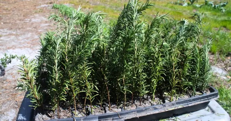 Plantes Répulsives