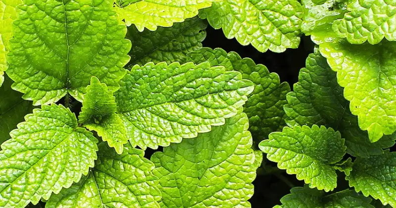 Plantes Répulsives