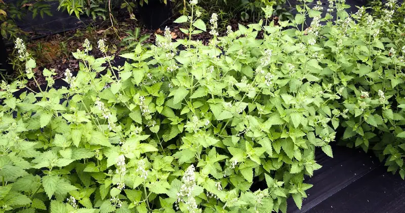 Plantes Répulsives