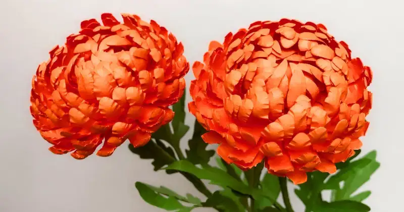 Plantes Répulsives