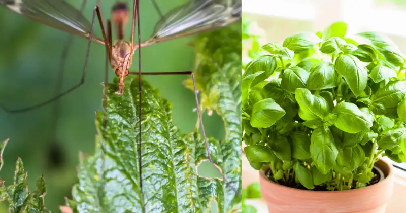 Plantes Répulsives