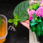 Bouture Hortensia