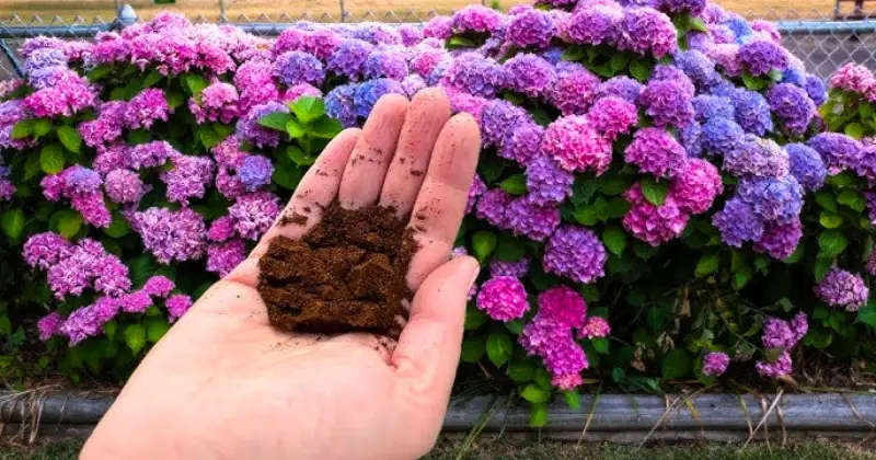 Bouture Hortensia