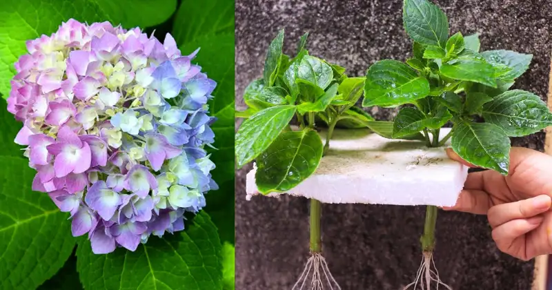 Bouture Hortensia