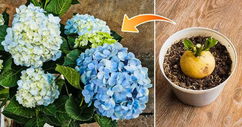 Bouture Hortensia