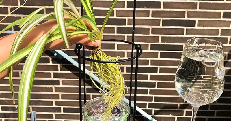 plante araignée