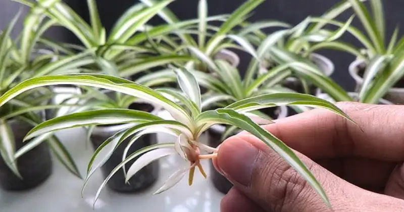 plante araignée