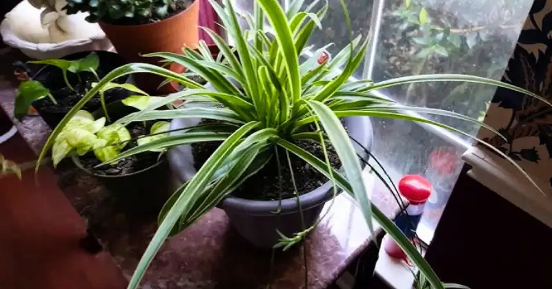 plante araignée