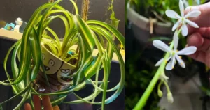 plante araignée