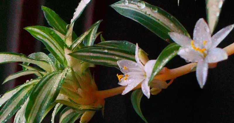 plante araignée