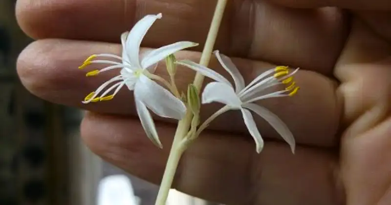 plante araignée