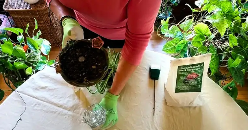 plante araignée