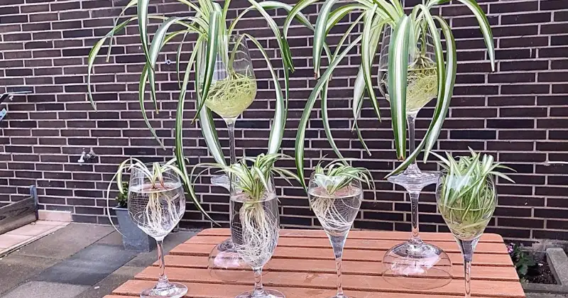 plante araignée