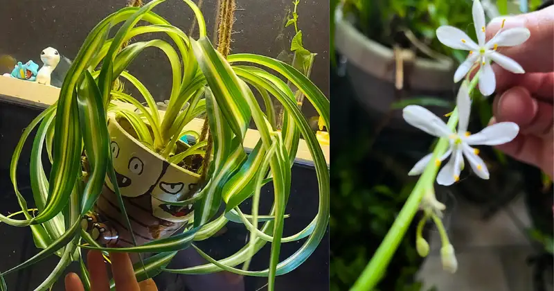 plante araignée